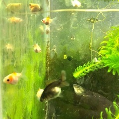 決まりました‼️引き取り限定‼️オランダ、金魚の画像