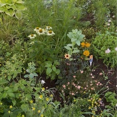 🌱 植物を育てる悩み、ぜひ私に相談してください！ 🌱