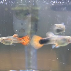 国産ミックスグッピー2ペア＋1匹の画像