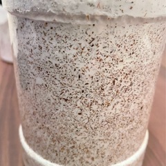 菌糸ボトル　菌糸瓶の画像