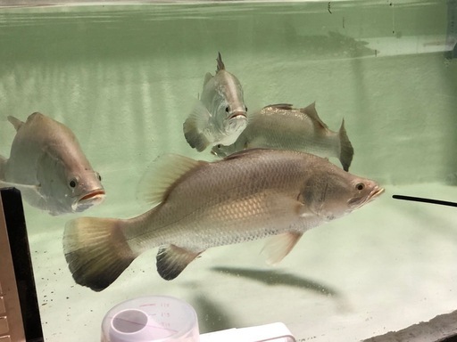 バラムンディ