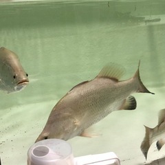 バラムンディの画像