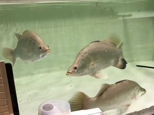バラムンディ
