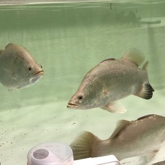 バラムンディの画像