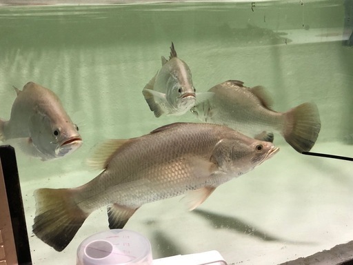 バラムンディ