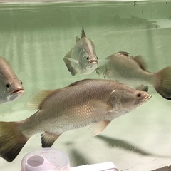 バラムンディの画像