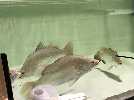 バラムンディ