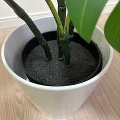 観葉植物の画像