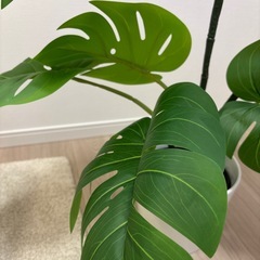 観葉植物の画像