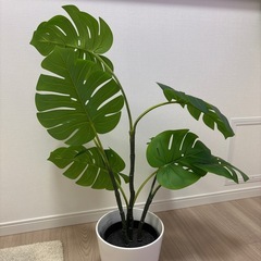 観葉植物の画像
