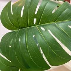 観葉植物の画像