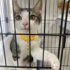 4か月半くらいの男の子の里親さん募集！（はち）