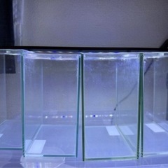 ショーベタコレクションケースM 20個まとめての画像