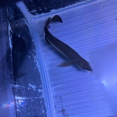 ノーザンバラムンディの画像