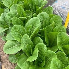 冬の野菜セット（2
）の画像