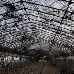 中古ビニルハウス3棟
の画像