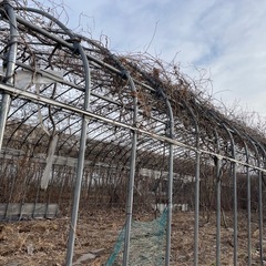 中古ビニルハウス3棟
の画像