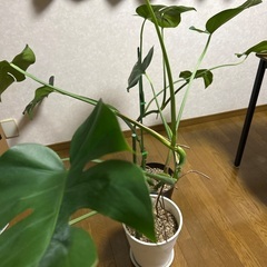 【商談中】観葉植物モンステラ譲りますの画像