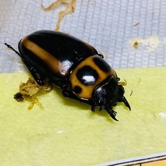 ⑤メリーメンガタクワガタ　新成虫ペアの画像