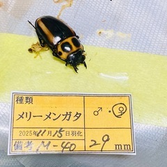 ⑤メリーメンガタクワガタ　新成虫ペアの画像