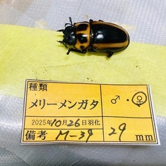 ⑥メリーメンガタクワガタ　新成虫ペアの画像