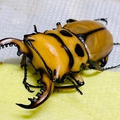 ⑥メリーメンガタクワガタ　新成虫ペアの画像