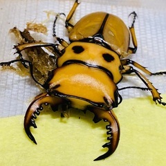 ⑦メリーメンガタクワガタ　新成虫ペアの画像