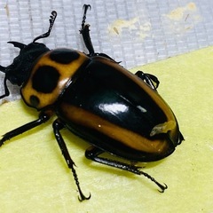 ⑦メリーメンガタクワガタ　新成虫ペアの画像