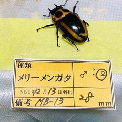 ⑦メリーメンガタクワガタ　新成虫ペアの画像