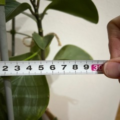 観葉植物の画像