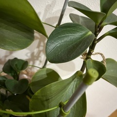 観葉植物の画像