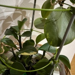 観葉植物の画像