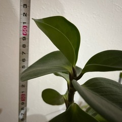 観葉植物の画像