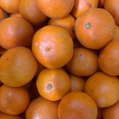 八幡浜真穴みかん小玉ハネ5キロの画像