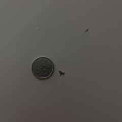 半円ダイニングテーブルの画像