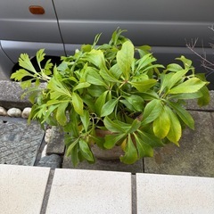 クリスマスローズの鉢植えの画像