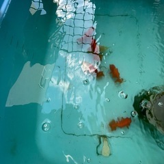 金魚　
の画像