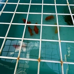 金魚　
の画像