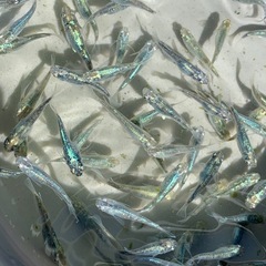 2026/1月限定　メダカ　めだかの画像