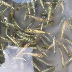 2026/1月限定　メダカ　めだかの画像