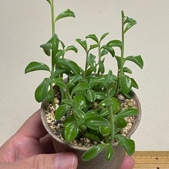 多肉植物　ルビーネックレス＆ドロフィンネックレスの2個セット！の画像