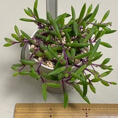 多肉植物　ルビーネックレス＆ドロフィンネックレスの2個セット！の画像