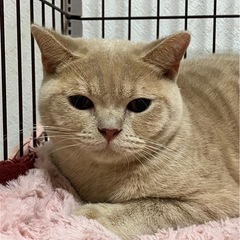 スコティッシュフォールドの男の子。