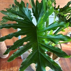 セロームの画像