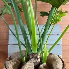 セロームの画像