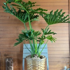 セロームの画像