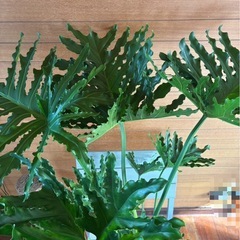 セロームの画像