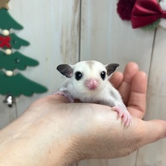 フクロモモンガ プラチナ 女の子 ♥️ シルバーベル血統の…