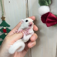 フクロモモンガ リューシ女の子 ♥️ 丸顔ちゃん✨