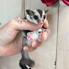 フクロモモンガ ノーマルpossプラチナorリューシ 女の…